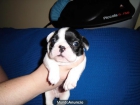 Excelente camada de bulldog francés - mejor precio | unprecio.es