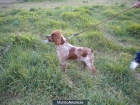 2 CACHORROS DE BRETON - mejor precio | unprecio.es