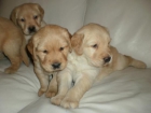 300 CACHORROS RETRIEVER GOLDEN Y LABRADOR - mejor precio | unprecio.es