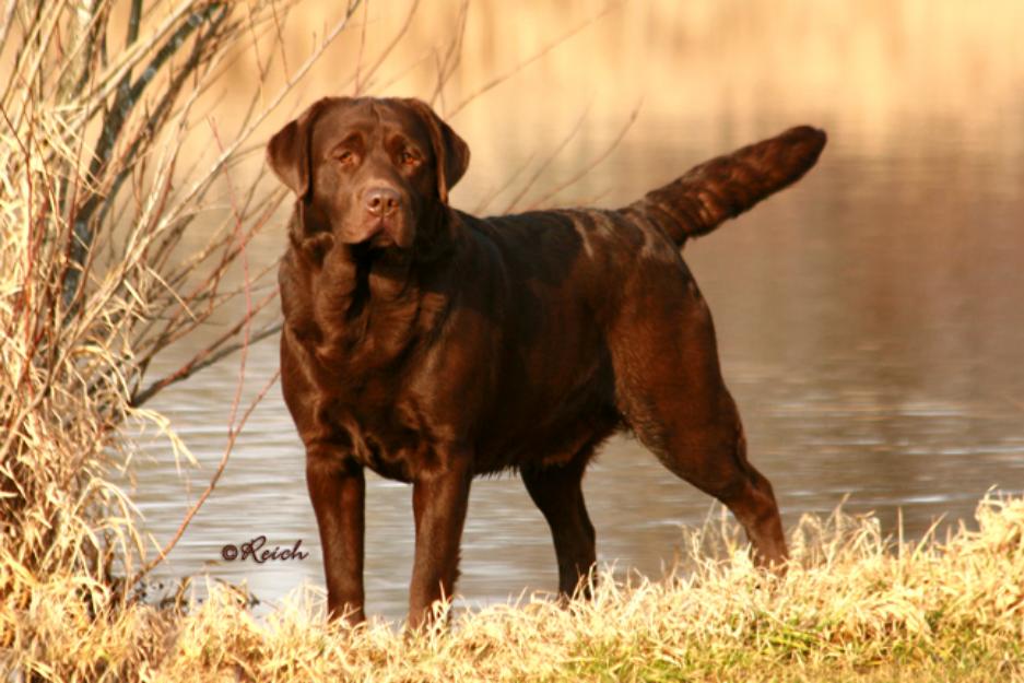 cachorros de labrador chocolate