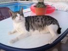 charly, gatito romano mediano en adopcion - mejor precio | unprecio.es
