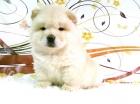 CHOW CHOW CAMADAS LISTAS PARA ENTREGAR 450 euros - mejor precio | unprecio.es