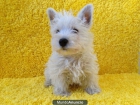 estupendos cachorros de westy - mejor precio | unprecio.es