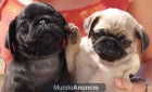 Fantásticos cachorros de Carlino - mejor precio | unprecio.es