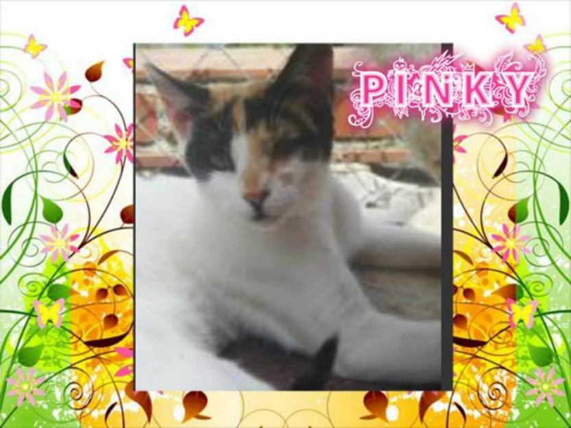 Gata Pinky, magia tricolor en su pelaje. ¿la adoptas?