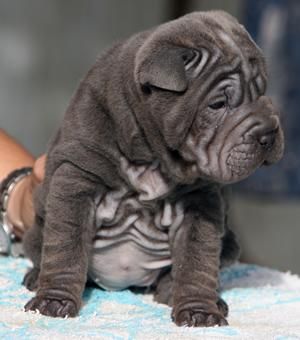 Hembra shar-pei azul entrega inmediata