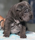 Hembra shar-pei azul entrega inmediata - mejor precio | unprecio.es