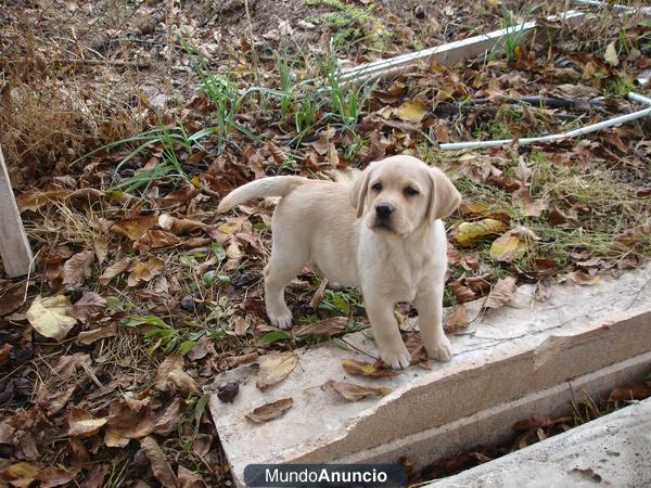 Labrador cachorros amarillos y negros de exc calidad.