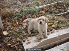 Labrador cachorros amarillos y negros de exc calidad. - mejor precio | unprecio.es