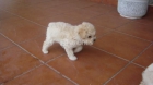 lindo cachoo caniche toy machito apricot 100 - mejor precio | unprecio.es