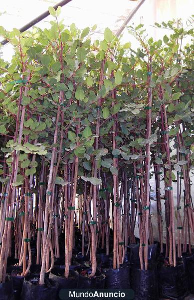 Plantas de algarrobo injertado