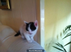 regalo gatitos - mejor precio | unprecio.es