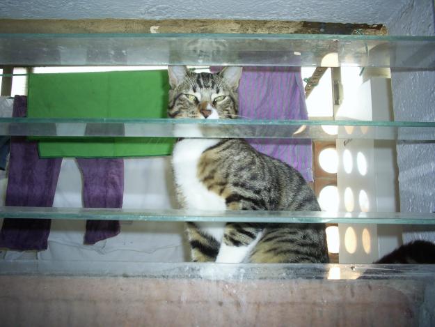 Regalo gato por no poder atender
