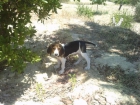 SE VENDE BEAGLE TRICOLOR DE 3 MESES POR 210 - mejor precio | unprecio.es