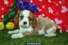 Tu cavalier vendo cachorritos - mejor precio | unprecio.es