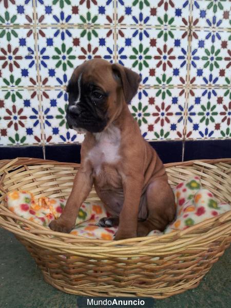 Vendo bonitos cachorros de boxer con pedegree LOE, nacidos con nosotros en Tenerife, garantía vírica, vacunados, despara