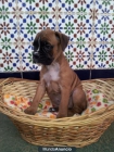 Vendo bonitos cachorros de boxer con pedegree LOE, nacidos - mejor precio | unprecio.es