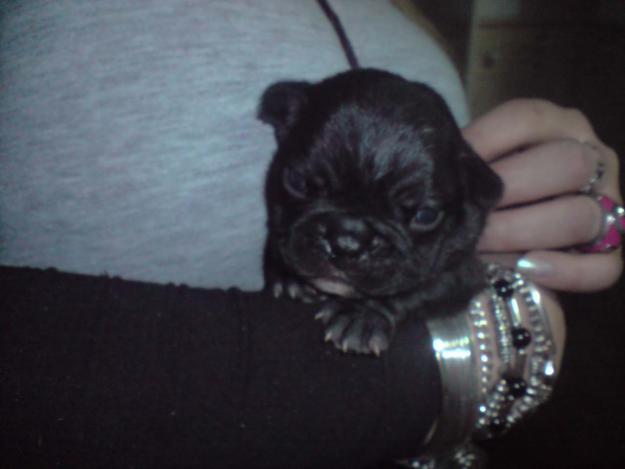 VENDO  BULLDOG  FRANCES