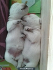 vendo westie scoland terrier 2 meses - mejor precio | unprecio.es
