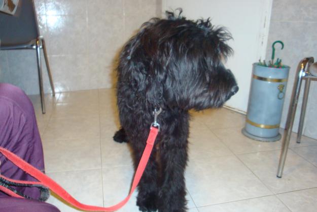 Black Pastor Catalán en adopción
