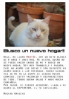 Busco hogar para gato - mejor precio | unprecio.es