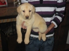 Labradores retriever,cachorros,dorados y negros,pedigree. - mejor precio | unprecio.es
