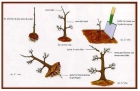 Manual Del Bonsai Buenisimo El Curso Envio Gartis - mejor precio | unprecio.es