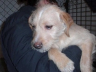 MIA :CACHORRITA QUE BUSCA HOGAR!!!MURCIA‏ - mejor precio | unprecio.es