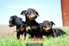 Mini Pincher,el cachorro que deseabas - mejor precio | unprecio.es