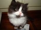 Preciosos gatitos persas - mejor precio | unprecio.es