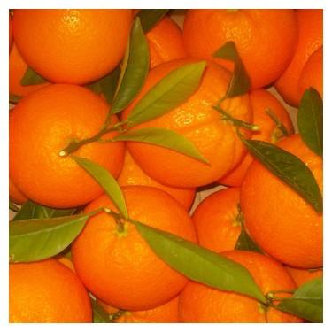 Se venden 100.000 Kgs de Naranja Powell