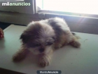 Se venden shih-tzu economico - mejor precio | unprecio.es