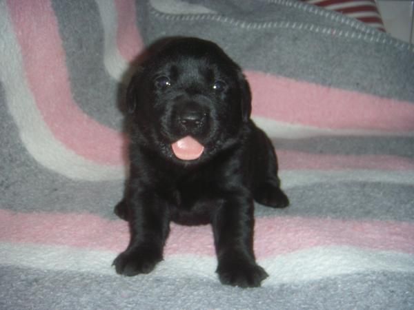 SELECCION DE CACHORROS DE LABRADOR