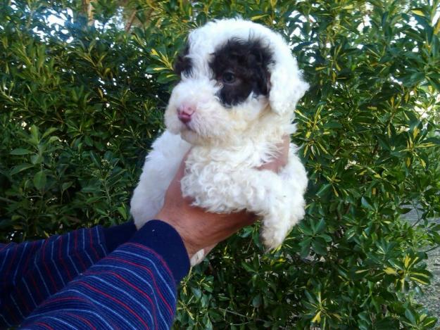 vendo cachorritos de perro de agua con mes y medio chocolate bicolores,