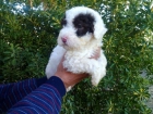 vendo cachorritos de perro de agua con mes y medio chocolate bicolores, - mejor precio | unprecio.es