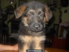 venta de cachorra - mejor precio | unprecio.es