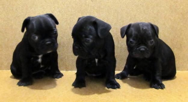 Bulldog Frances, 390€