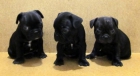 Bulldog Frances, 390€ - mejor precio | unprecio.es
