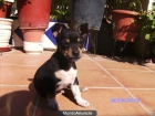 cachorro chihuahua - mejor precio | unprecio.es