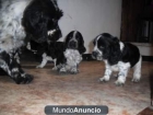 cachorros cocker spaniel - mejor precio | unprecio.es