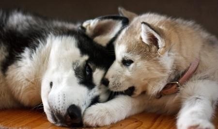 CACHORROS DE HUSKY SIBERIANO , FOTOS ACTUALES , INFORMATE SIN COMPROMISO