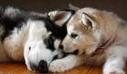 CACHORROS DE HUSKY SIBERIANO , FOTOS ACTUALES , INFORMATE SIN COMPROMISO - mejor precio | unprecio.es