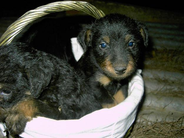 cachorros JAGD TERRIER con PEDIGREE