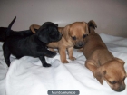 cachorros salchicha. - mejor precio | unprecio.es