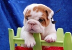 Hermoso Bulldog Inglés cachorros para su aprobación - mejor precio | unprecio.es