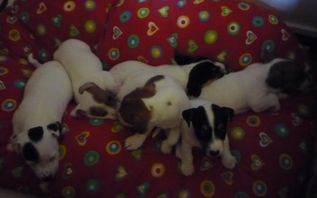 SE VENDEN AUTHENTIC JACK RUSSEL TERRIER.