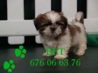 Shih-tzu, preciosos cachorros de pura raza - mejor precio | unprecio.es