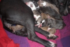 vendo cachorros pit bull a 350 se puede bajar un poco el precio si estas de verdad intresa - mejor precio | unprecio.es