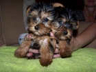YORKSHIRE TERRIER PRECIOSOS MACHO Y HEMBRA TOY, MINIS - mejor precio | unprecio.es