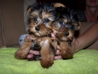 YORKSHIRE TERRIER PRECIOSOS MACHO Y HEMBRA TOY, MINIS - mejor precio | unprecio.es